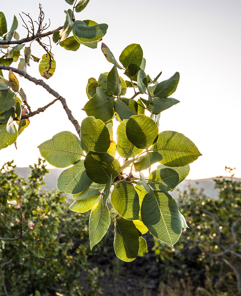 'A Ricchigia | Eccellenze Siciliane