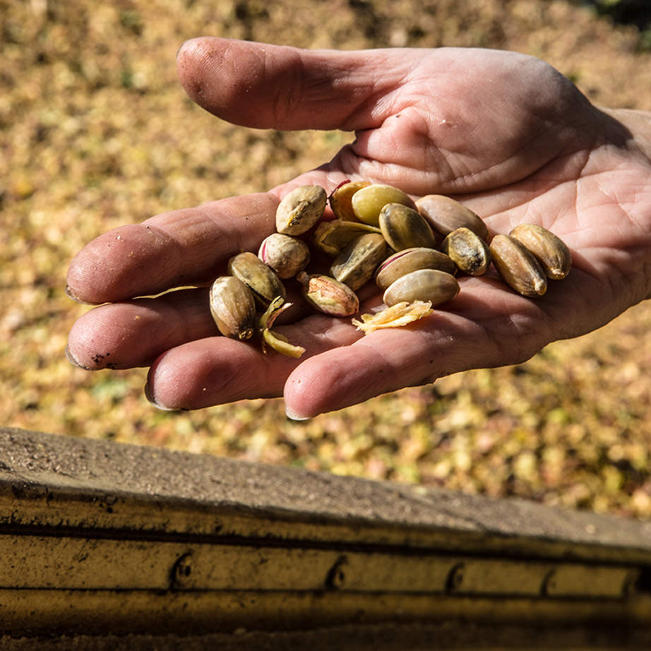 'A Ricchigia | Eccellenze Siciliane