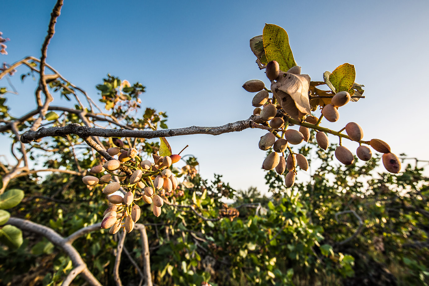 'A Ricchigia | Eccellenze Siciliane