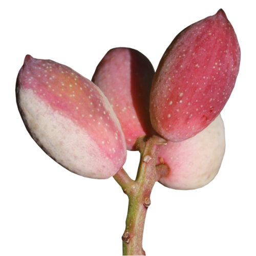 ‘A Ricchigia | Eccellenze Siciliane 'A Ricchigia | Eccellenze Siciliane
